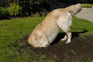 Dog digging a muddy hole in a natural lawn