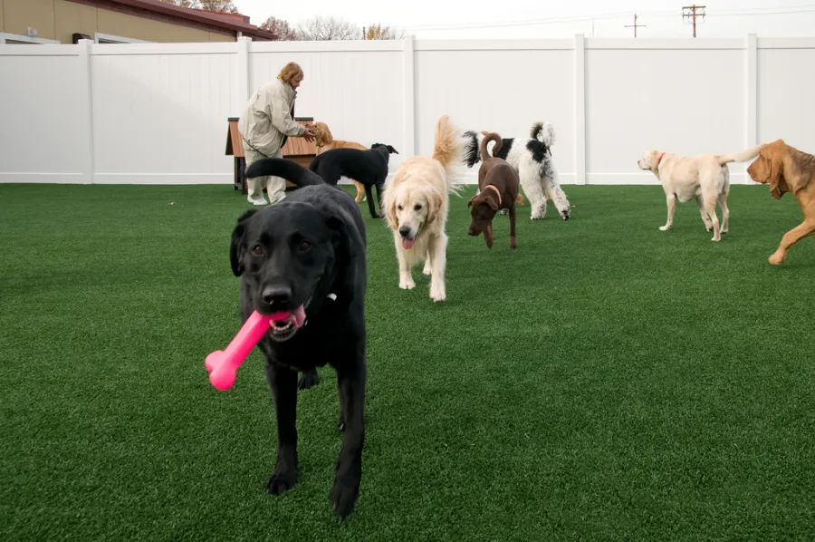Dogs playing on artificial grass in a fenced run