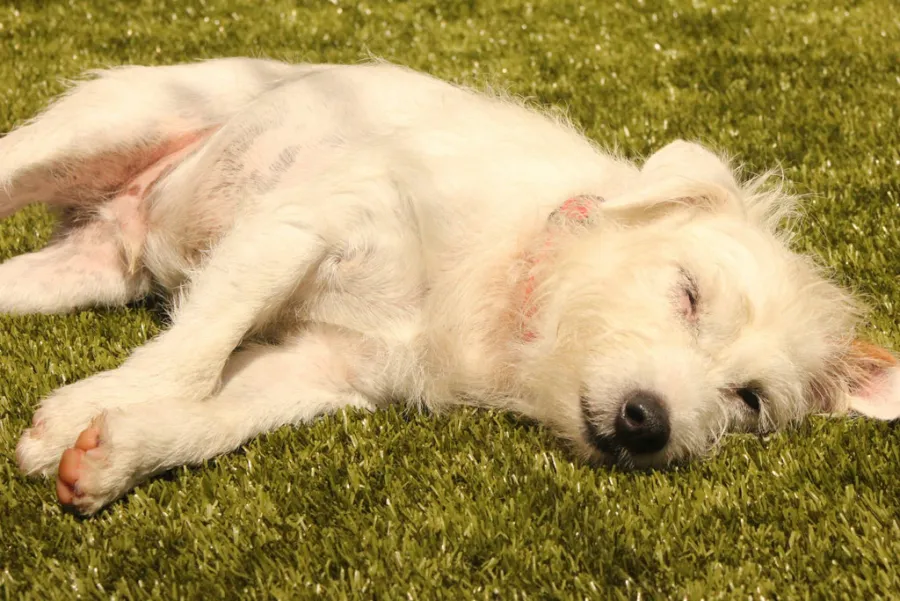 Dog resting on K9Grass